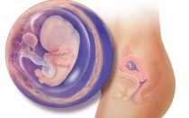 20–22 день цикла: можно ли ощутить первые признаки беременности?