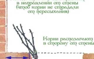Плетистая роза: посадка и уход