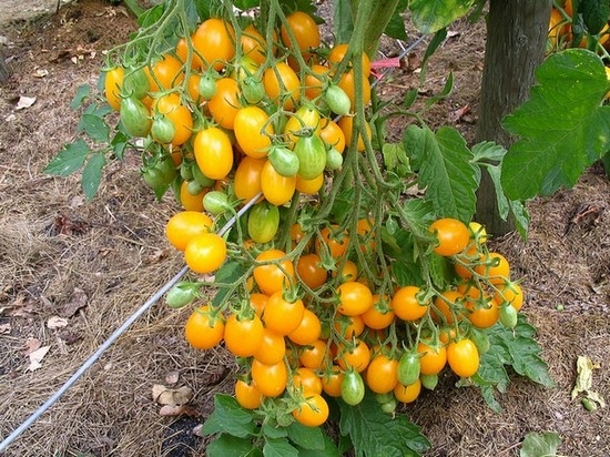 Медовая капля