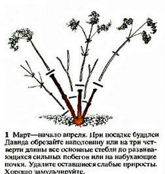 Будлея: посадка и уход в открытом грунте
