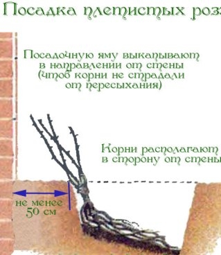 Посадка плетистых роз 